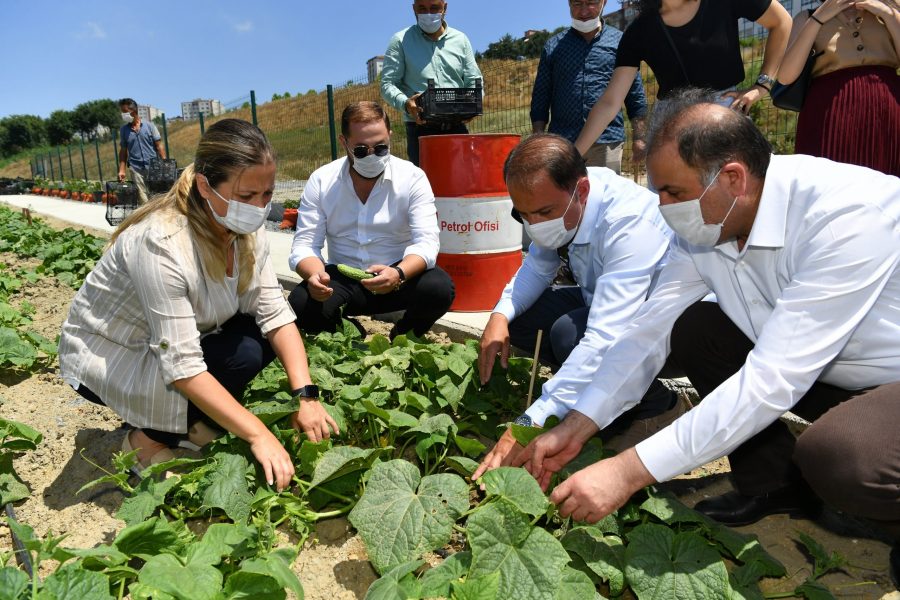 YAŞAM BAHÇESİ HASAT (1)